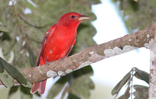 El año pasado 862 participantes que incluyeron niños, jóvenes, adultos, adultos mayores, científicos, grupos comunitarios y apasionados observadores de aves. Foto: Cortesía ATP El año pasado 862 participantes que incluyeron niños, jóvenes, adultos, adultos mayores, científicos, grupos comunitarios y apasionados observadores de aves. Foto: Cortesía ATP