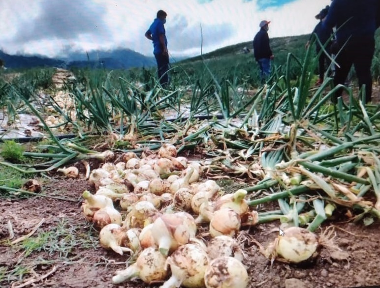 La cosecha de cebolla comenzó en los sectores de Los Llanos de Paso Ancho, Alto Los Guerras y Finca Borac, en el distrito de Tierras  Altas. Foto: José Vásquez