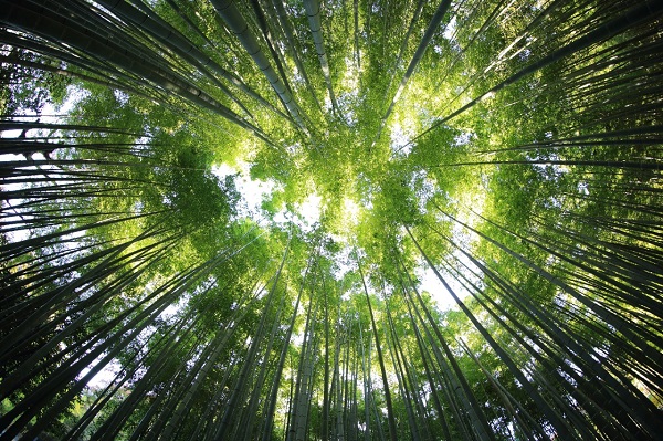 Buscan restaurar 1,000 millones de hectáreas de tierra.