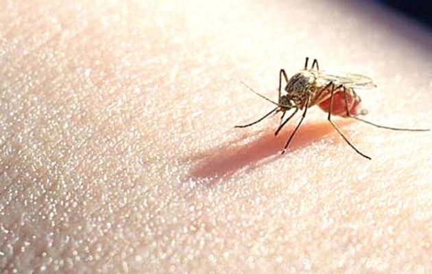 La malaria es transmitida por la hembra del mosquito Anófeles.