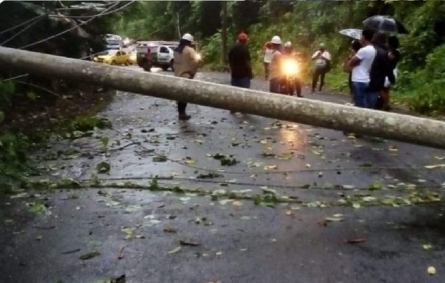 En el área de Sabanitas se cayó un poste del tendido eléctrico, mientras que en la comunidad de Santa Rita Arriba, un árbol cayó sobre el techo de una residencia. Foto: Diomedes Sánchez
