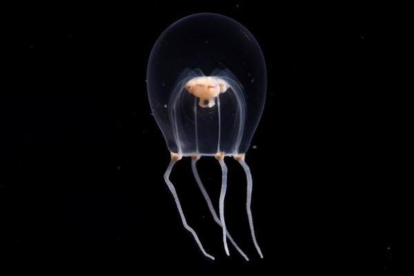 Medusa wataboshi (Tiaricodon orientalis) EFE/ Acuario De Enoshima