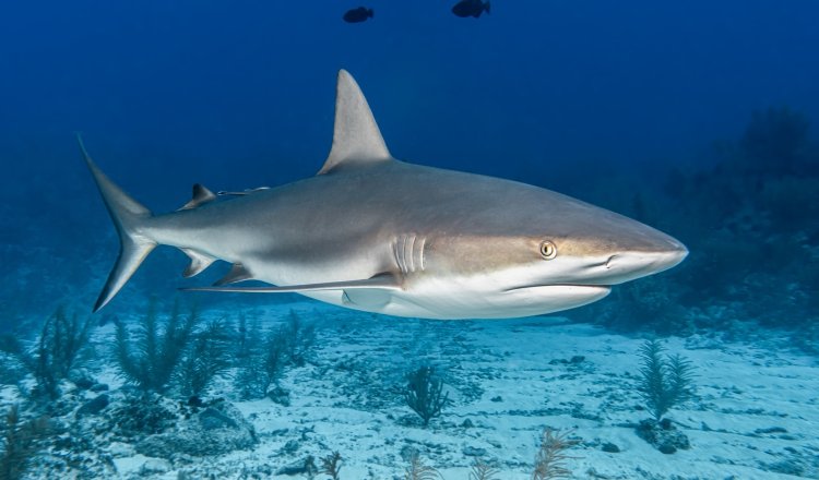 Los expertos apuestan por conocer mejor a los tiburones para evitar los datos erróneos. Freepik/Ilustrativa