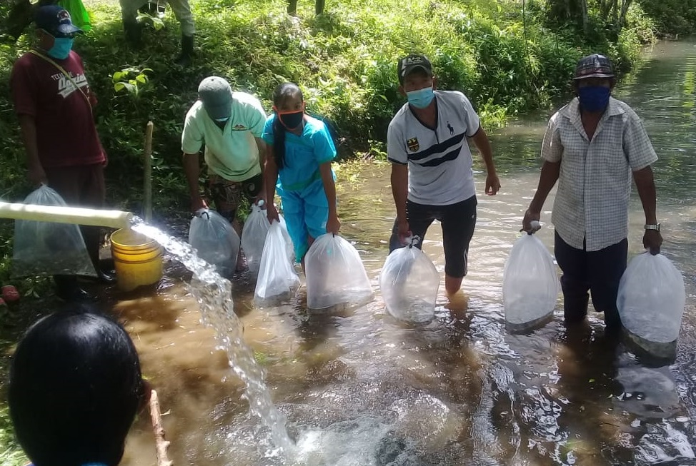 Unos 4,200 alevines de tilapias doradas fueron sembrados en estanques. Foto: Cortesía/Mides