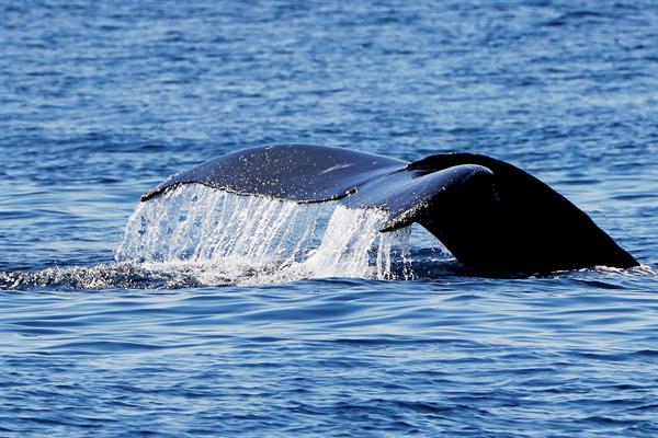 Una ballena jorobada o yubarta. Foto: EFE