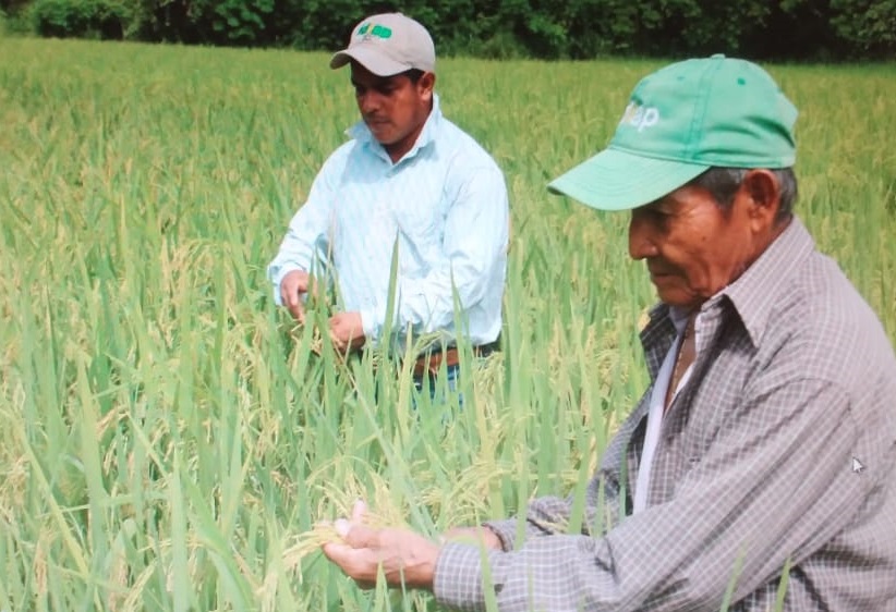 Con estos biocontroladores se reduce el uso de insecticidas y la contaminación de fuentes hídricas. Foto: Eric A. Montenegro