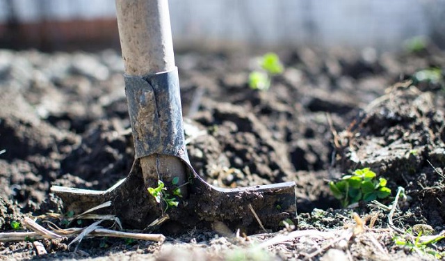 La FAO promueve la  agricultura sostenible en América Latina y el Caribe. Foto. Ilustrativa / Pexels