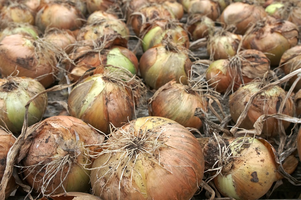 Alrededor de 180 hectáreas de cebolla se tienen programadas cultivar en este ciclo agrícola en la provincia de Coclé. Foto: Archivo