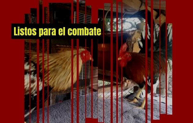 Los gallos se someten a una estricta dieta y entrenamiento. Foto: Gilberto Soto 