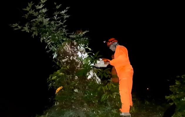En Coclé, varios árboles cayeron en el área de Chiguirí Arriba, obstruyendo las vías. Foto: Cortesía Sinaproc