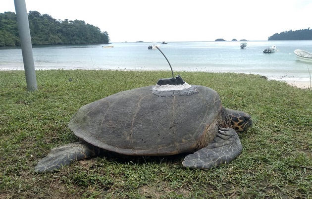 El programa de marcación de tortugas es ejecutado por MiAmbiente, organizaciones y grupos comunitarios. Foto: Cortesía MiAmbiente