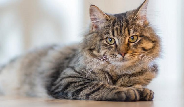 La leucemia felina afecta el sistema inmunológico. Foto: Ilustrativa /  Pexels