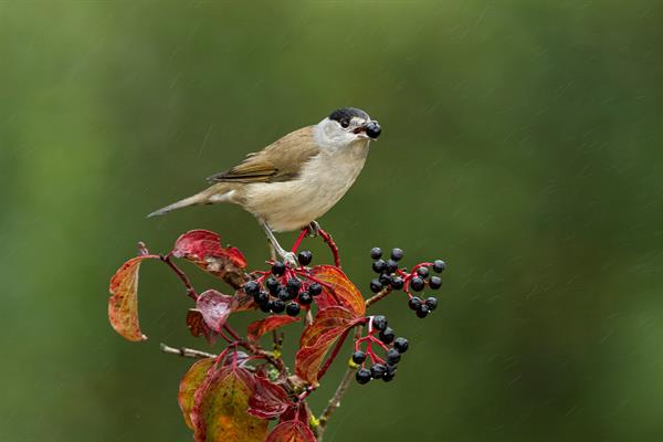 Una curruca capirotada (Sylvia atricapilla) comiendo frutos de cornejo (Cornus sanguinea). Foto: EFE