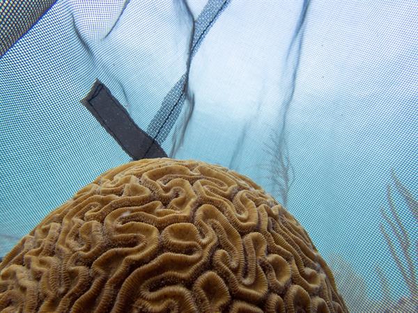 Fotografía cedida por la Facultad Rosenstiel de Ciencias Marinas y Atmosféricas de la Universidad de Miami (UM) donde se muestra a un coral cerebro, de superficie acanalada, listo para desovar en un arrecife en Key Largo, Florida (EEUU). Foto: EFE