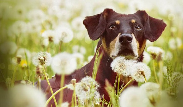 Las alergias caninas se manifiestan mediante picazón e inflamación de la piel. Foto: Ilustrativa / Pixabay
