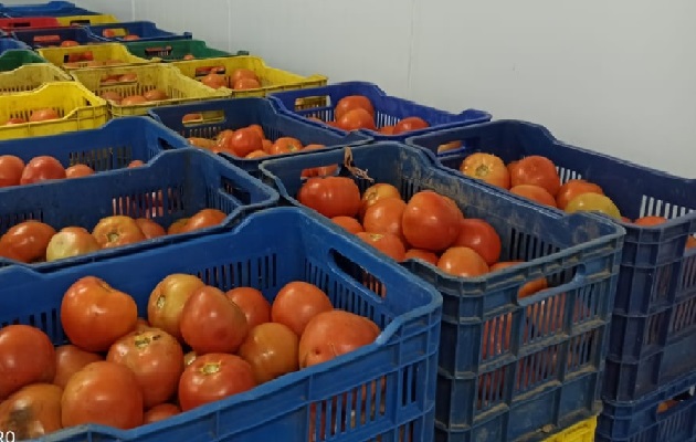 Las 155 cajas de tomates fueron puestas en custodia de la Cadena de Frío de David, para evitar que se dañe. Foto: Mayra Madrid