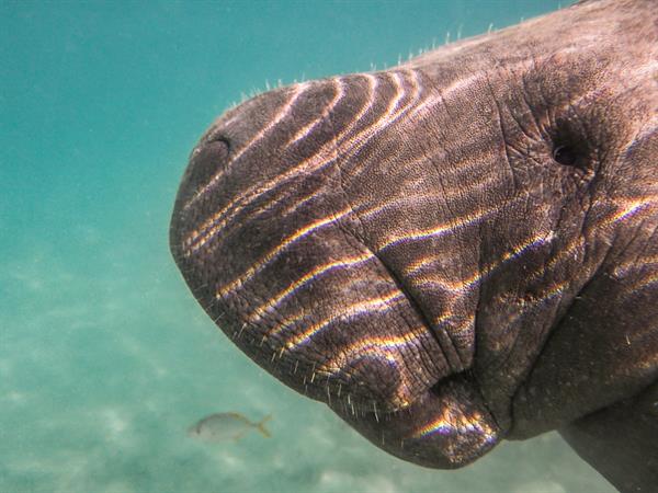 Fotografía cedida este domingo por el Ministerio de Medio Ambiente de República Dominicana en la que se registró a uno de los manatíes liberados hoy en la ensenada dominicana de Bayahibe. EFE