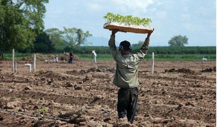 Aunque se notó una disminución de niños trabajando en fincas agrícolas, todavía persiste esta práctica, reconocieron las autoridades. Foto ilustrativa