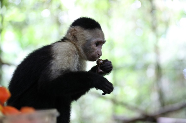 El primate fue decomisado semanas atrás en una vivienda que  no contaba con las condiciones aptas para su desarrollo.  Foto: Cortesía MiAmbiente