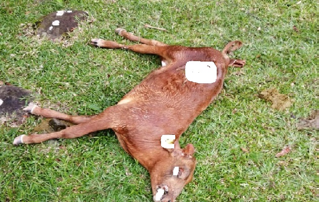 No no se trata de coyotes, sino de perros abandonados y ellos en su instinto de supervivencia atacan a los novillos. Foto: José Vásquez