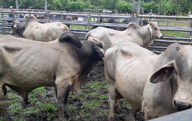 Con el convenio entre el Idiap, los pequeños y medianos productores estos, podrán adquirir razas más especializadas como la Wagyu. Foto: Eric Montenegro