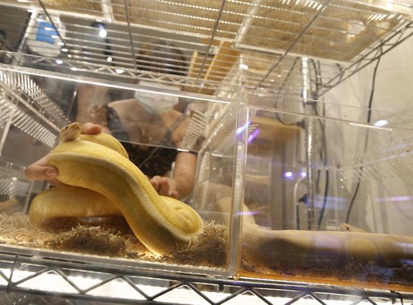 Una serpiente pitón en un expositor en un mercado en Tailandia. Foto: EFE