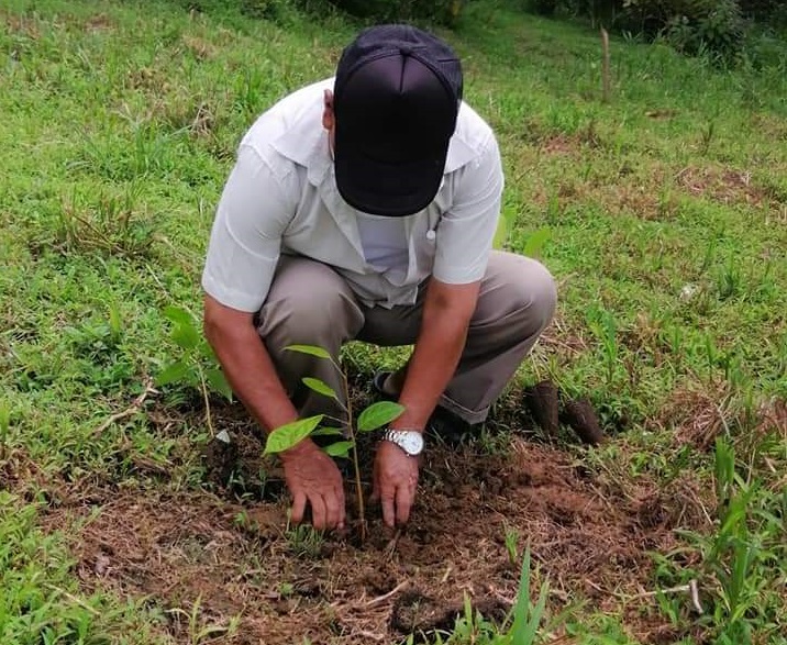 Unos 120 plantones entre caoba nacional, guayacán y cocobolo fueron sembrados. Foto: Diomedes Sánchez  