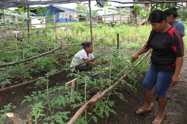 Mediante el proyecto de Transferencia de Oportunidades en el Área Rural, se ha entregado apoyo financiero a 200 mujeres para que desarrollen pequeños proyectos agrícolas y no agrícolas.