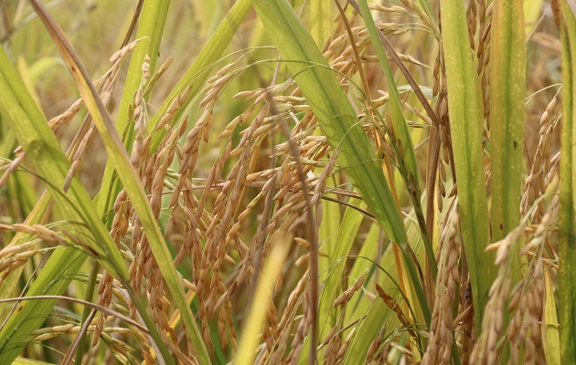 El arroz es uno de los productos más consumidos por los panameños. Foto: Cortesía Mida