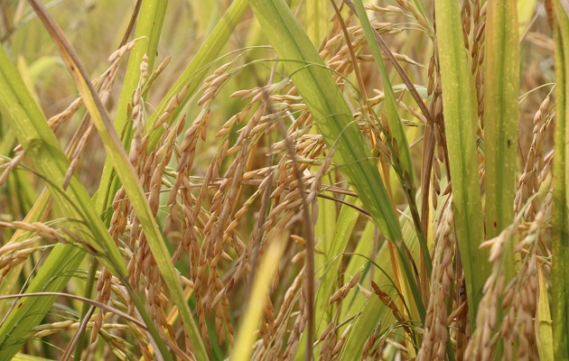 El arroz es uno de los productos más consumidos por los panameños.  Foto: Cortesía Mida