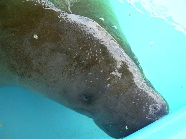 Esta primavera las autoridades ya habían alertado de que la rápida extinción de los pastos marinos estaba causando la desnutrición y una mortandad sin precedentes del manatí de Florida. EFE