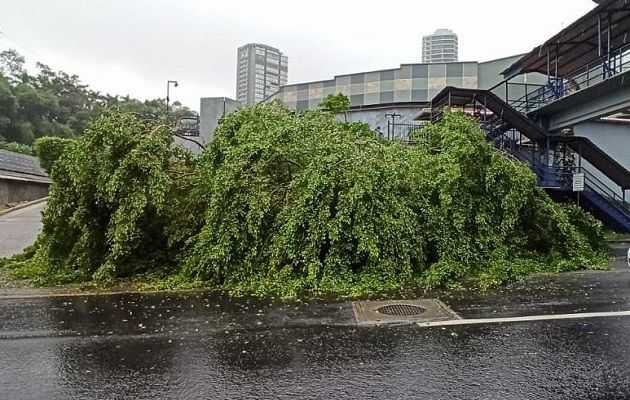 El fuerte viento ocasionó la caída  de árboles. Foto: Cortesía Tráfico Panamá