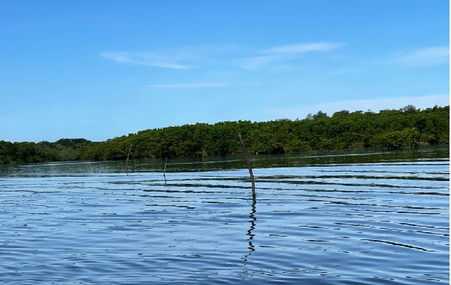 El sistema de pesca con estaca de mangle no está permitido en la regulación vigente, ya que además afecta la navegación. Foto. José Vásquez