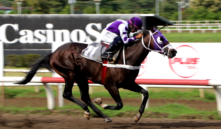 Laurentino López, luce el peculiar estilo de montar de los jinetes panameños, sobre el caballo Tarpan Candy, en una carrera de 1,700 metros. Foto: Hipódromo