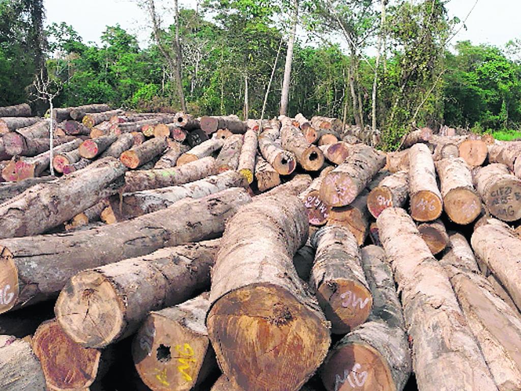 En Panamá, la tala ilegal de árboles y el tráfico de especies en vías de extinción, son los delitos más comunes. Foto: Archivo