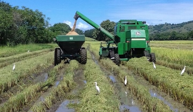 Durante un ciclo agrícola 2021-2022 el Gobierno Nacional  desembolsará en compensación para el arroz unos 65.3 millones de dólares y con este aumento se adicionarían 18 miillones de dólares.