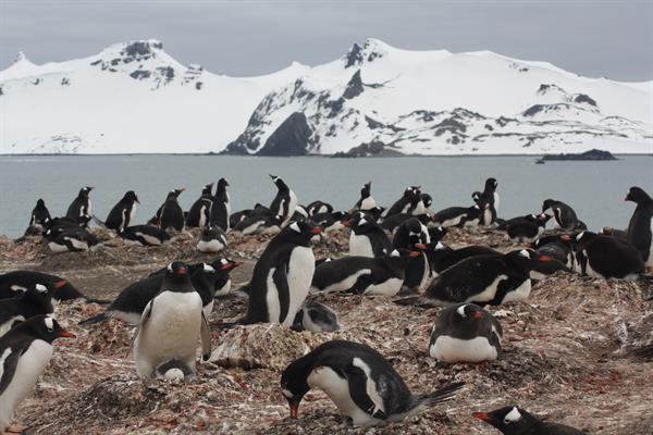 Colonia de pingüinos papúa (