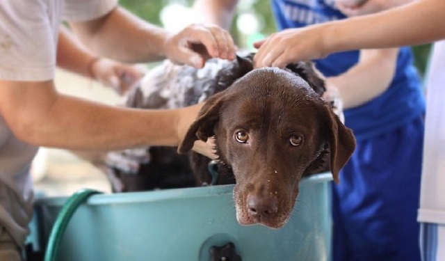 Hay un sinfín de opciones de champú para la  higiene del can. Foto: Ilustrativa / Pixabay