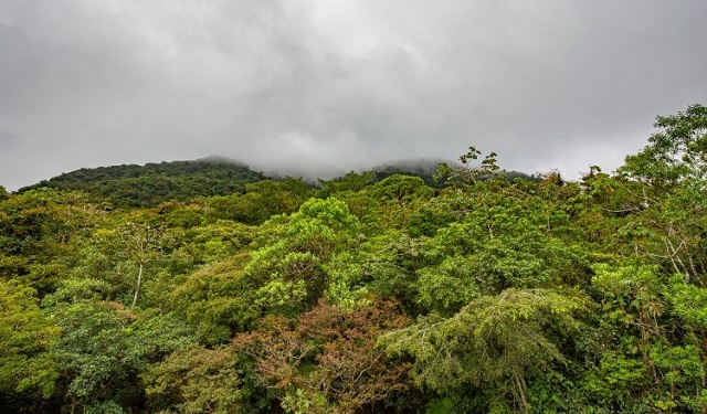 La Reserva Hidrológica de Fortuna albergan casi tantas especies de árboles como todo EE.UU. Foto: Cortesía / Steve Paton