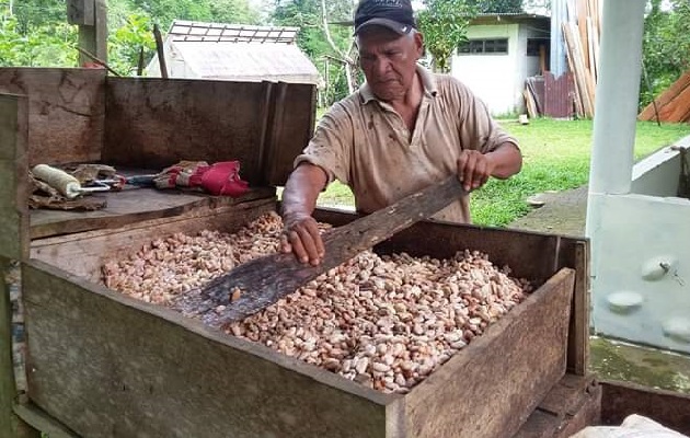 Los precios internacionales del cacao han mejorado, razón por la cual existen mejores posibilidades para los productores de este rubro de optimizar sus niveles de vida. Foto: Eric Montenegro