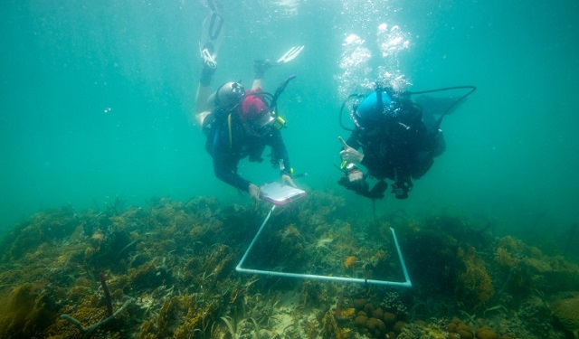 Inventarios de coral para caracterizar la comunidad de coral en el bosque de manglares y el arrecife somero adyacente. Foto: Heather A. Stewart