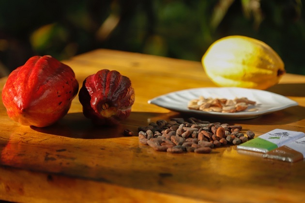 El cacao en grano producido en el país se ha incrementado. Cortesía