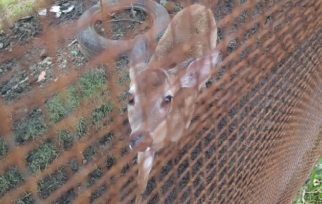 El venado fue trasladado al Departamento de Biodiversidad  y Vida Silvestre de MiAmbiente en la ciudad de Panamá para comprobar su estado de salud y proceder a devolverlo a su hábitat natural. Foto: Diomedes Sánchez