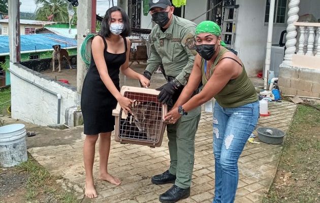 Los residentes manifestaron que solo cuidaron del animal, pero no dieron a conocer la procedencia del mismo. Foto: Diomedes Sánchez