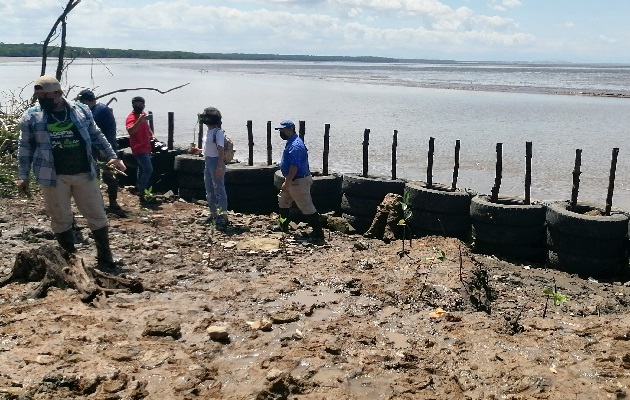 Levantan un muro con llantas y residuos de construcción, aunado a la siembra de plantas de mangle, que permita disminuir las afectaciones y disminuir el impacto del mar en tierra firme. Foto: Thays Domínguez