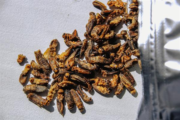 Portugal aprobó el consumo de insecto como nueva fuente de proteínas.