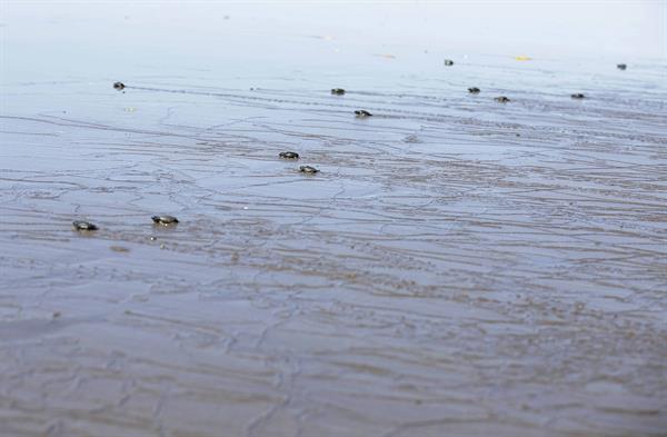 Tortugas Jóvenes en riesgo a causa del plástico . Foto: EFE