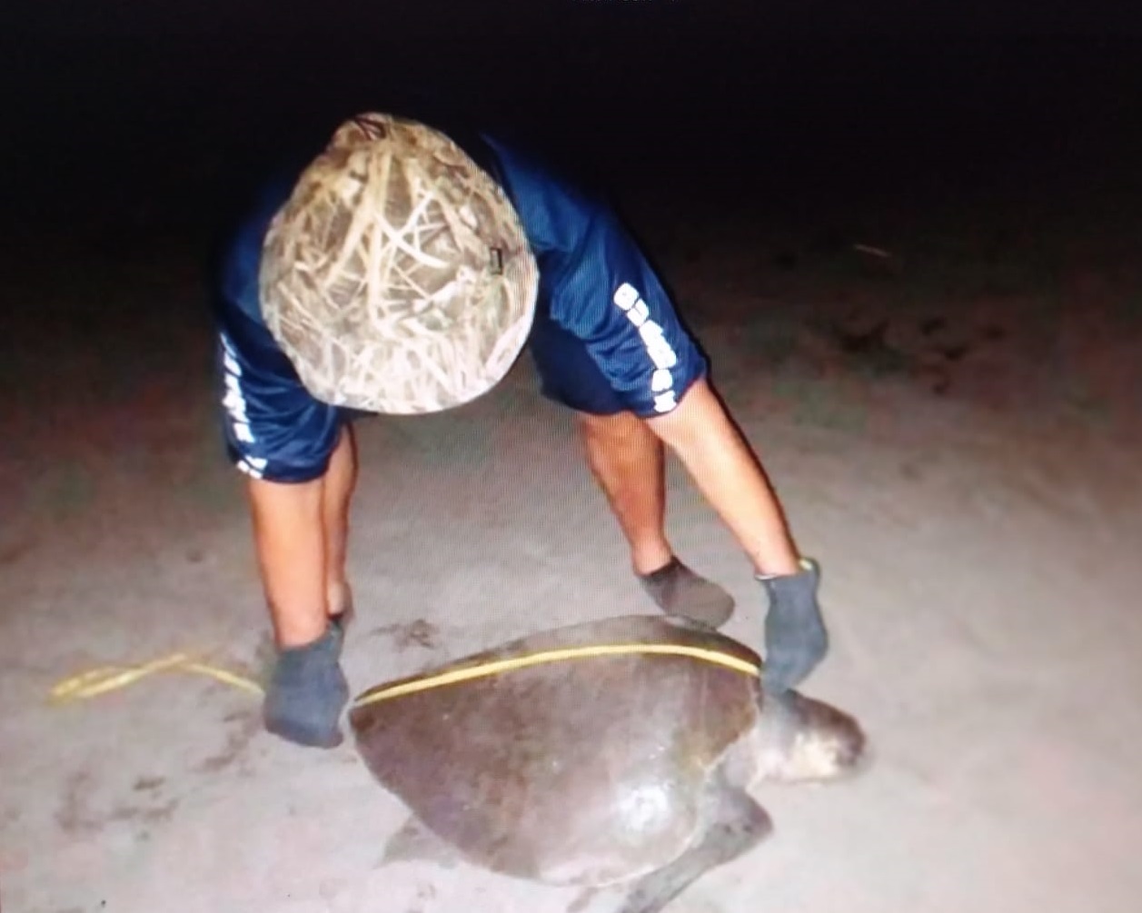 Playa La Marinera es un sitio preferido por esta especie de tortuga para desovar y anidar. Foto:Thays Domínguez