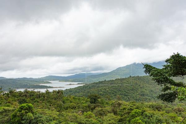 El 65.4% del territorio de Panamá está conformado por bosques y otras tierras boscosas. Foto: EFE