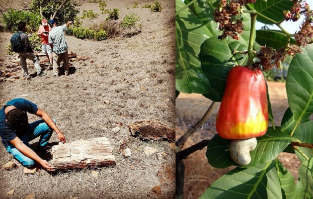 Descubrir nuevos fósiles contribuirá a comprender mejor cómo y por qué la diversidad es como es hoy. Foto: Cortesía Smithsonian Tropical 